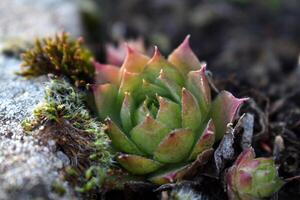 sempervivum tectorum, gemeenschappelijk huislijk. meerjarig fabriek groeit in bloem pot. sempervivum in natuur. Leef voor altijd plant, sappig. foto