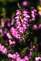 roze heide takjes Aan een fabriek in de grond in winter, ericaceae, calluna vulgaris foto