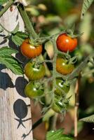 rood en groen kers tomaten groeit in ecologisch tuin Aan houten inzet met biologisch afbreekbaar koppeling foto