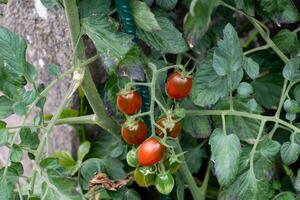 rood en groen lang kers tomaten groeit Aan de fabriek foto