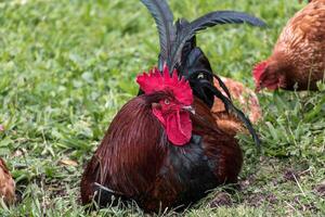 Frans haan in boerderij zitten Aan de gras foto