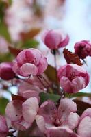 roze knoppen van bloeiende kersen. sakura tak foto