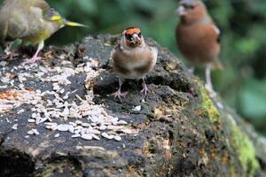 een visie van een vink aan het eten sommige voedsel foto