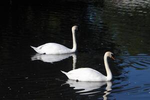 een visie van een dempen zwaan Bij slimbridge natuur reserveren foto