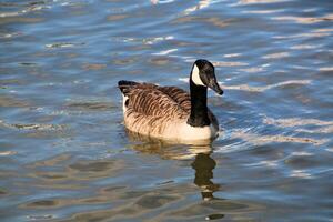 een close up van een Canadese gans foto