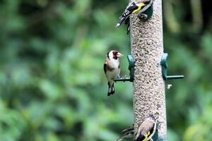 een distelvink Aan een vogel voeder foto