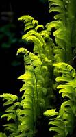 ai generatief Iers miltkruid varen asplenium onopteris groen bladeren foto