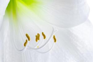 delicaat wit hippeastrum bloem. meeldraden en stamper detailopname. natuurlijk achtergrond. foto