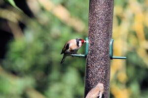 een dichtbij omhoog van een vink Aan een vogel voeder foto