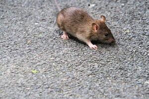 een dichtbij omhoog van een veld- muis foto