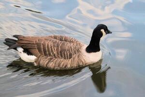 een close up van een Canadese gans foto