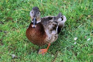 een close up van een wilde eendeend foto