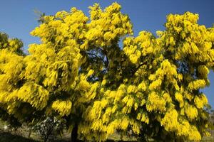 de geel bloem van mimosa foto