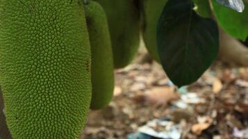 jackfruit hangende Aan jackfruit boom. foto