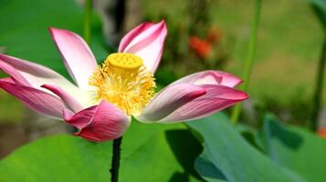 natuurlijke lotusbloem bloeit in een prachtige tuin foto