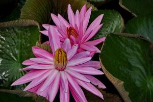 natuurlijke lotusbloem bloeit in een prachtige tuin foto