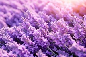 ai gegenereerd zuidelijk Frankrijk Italië lavendel provence veld- bloeiend paars bloemen aromatisch Purper kruiden planten natuur schoonheid parfum aroma zomer tuin bloesem botanisch geur geur weide foto