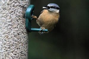 een dichtbij omhoog van een boomklever foto