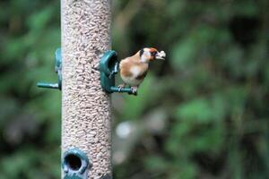 een dichtbij omhoog van een distelvink foto