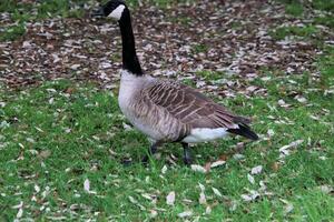 een close up van een Canadese gans foto