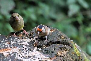 een visie van een vink aan het eten sommige voedsel foto