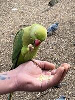 een close-up van een ringhalsparkiet in londen foto