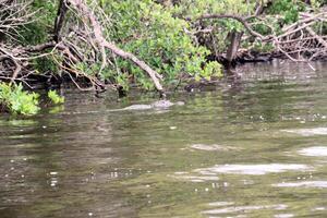 een visie van de Florida eveglades foto