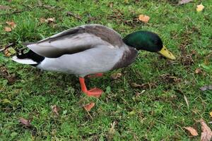 een close up van een wilde eendeend foto