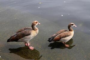 een dichtbij omhoog van een Egyptische gans foto