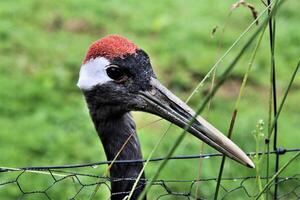 een close-up van een kraanvogel met een rode kroon foto