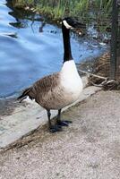 een close up van een Canadese gans foto