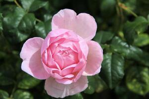 een visie van een bloem in een tuin foto