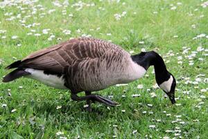 een close up van een Canadese gans foto