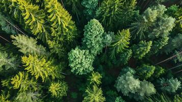 ai gegenereerd antenne top visie groen Woud en groen bomen in landelijk altaj, ai gegenereerd. foto