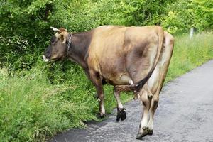 mooie grote melkkoe graast op groene weide foto