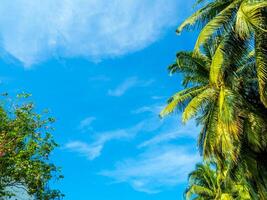 kokospalm en de helderblauwe lucht foto