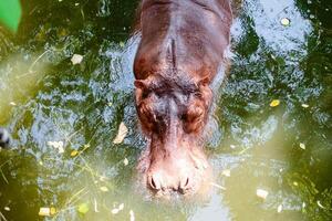 nijlpaard in het water foto