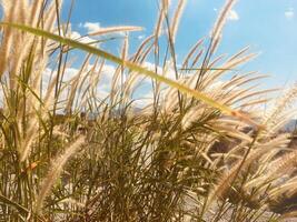 veer gras veld- tegen blauw lucht achtergrond foto