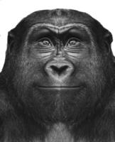 een mooi zwart en wit portret van een aap Bij dichtbij reeks dat looks Bij de camera. gorilla foto