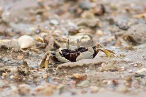 foto van koraal rotsen Aan de strand