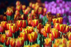 donker oranje rood geel tulp achtergrond foto