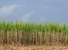 suikerstok plantages, de landbouw tropisch fabriek in Thailand foto