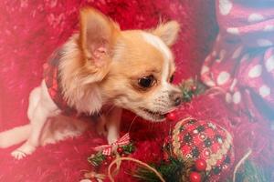 nieuwjaar en kerst. chihuahua hond in kleding thuis op een deken. foto