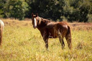 paard dat in een weiland rust foto