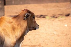 volwassen koe op een boerderij foto