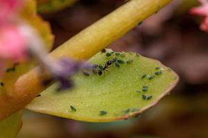 kleine bladluizen insectenop de plant vlammende katy