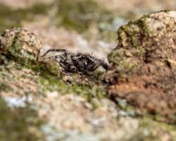 springende spin op een boomstam foto
