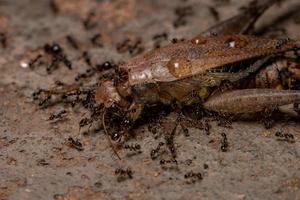 Afrikaanse groothoofdige mier azen op een echte krekel