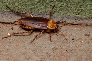 volwassen amerikaanse kakkerlak foto