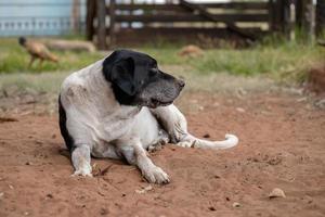 huishond op een boerderij foto